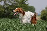 BARZOI 067